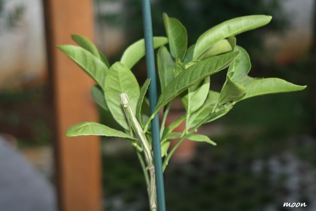 mandarina 